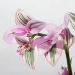 Nanouk Tradescantia Pink Wandering Trailing Plant Verdant Lyfe