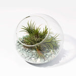 DIY Airplant Terrarium ionantha 'Fuego' Tillandsia Verdant Lyfe