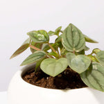 Peperomia caperata 'Frost' Radiator Plant Verdant Lyfe