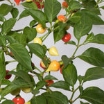 Sweety Drop Pepper Pimenta Biquinho Little Beak Pepper Plant Verdant Lyfe