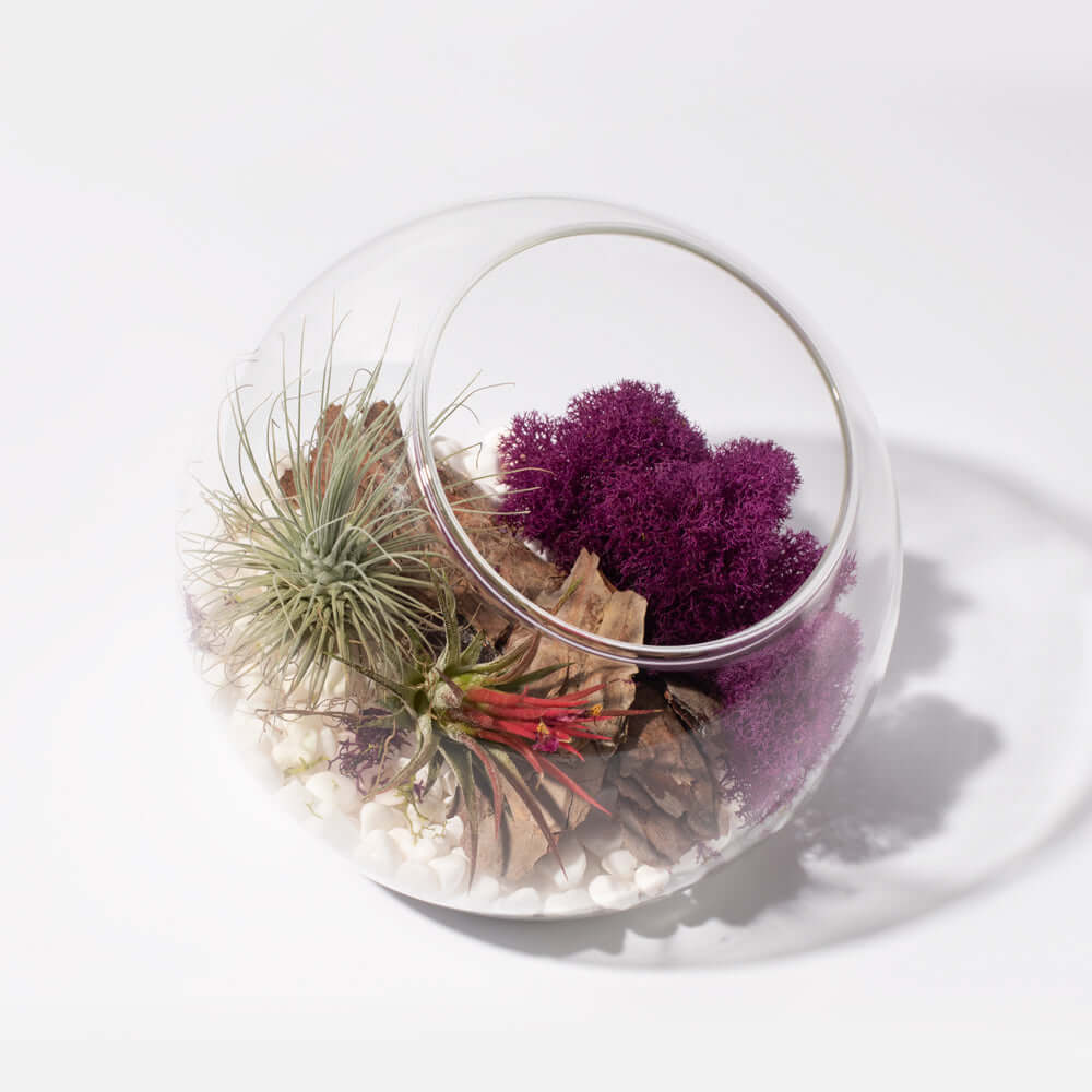 Large Bubble Terrarium with Airplant Kit Tillandsia Grower&#39;s Choice Verdant Lyfe