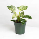 Philodendron 'White Measure' Birkin Variegated Pinstriped Houseplant Verdant Lyfe