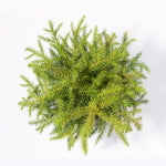 Norfolk Island Pine - Araucaria heterophylla Little Holiday Tree Verdant Lyfe