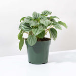 Peperomia caperata 'Frost' Radiator Plant Verdant Lyfe