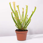 Sarracenia x Judith Hindle Trumpet Pitcher Carnivorous Plant Verdant Lyfe