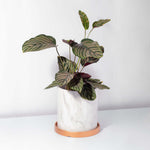 Calathea Ornata Pink Pinstripe Prayer Plant Verdant Lyfe