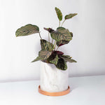 Calathea Ornata Pink Pinstripe Prayer Plant Verdant Lyfe