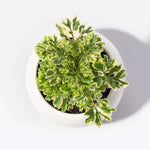 Ming Aralia 'Snowflake' Polyscias Fruticosa Variegated Plant Verdant Lyfe