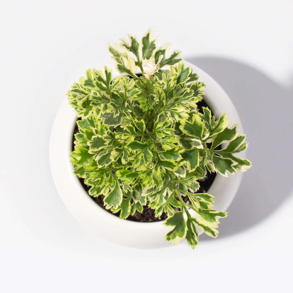 Ming Aralia &#39;Snowflake&#39; Polyscias Fruticosa Variegated Plant Verdant Lyfe