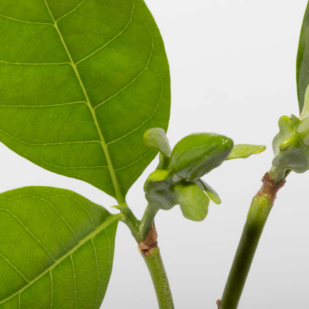 Gardenia taitensis &#39;Double&#39; - Double Tahitian Fragrant Flowering Bush Plant Verdant Lyfe