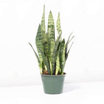 Light Snake Plant Sansevieria Zeylanica Verdant Lyfe