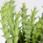 Stapelia Speciosa Orbea Starfish Succulent Verdant Lyfe