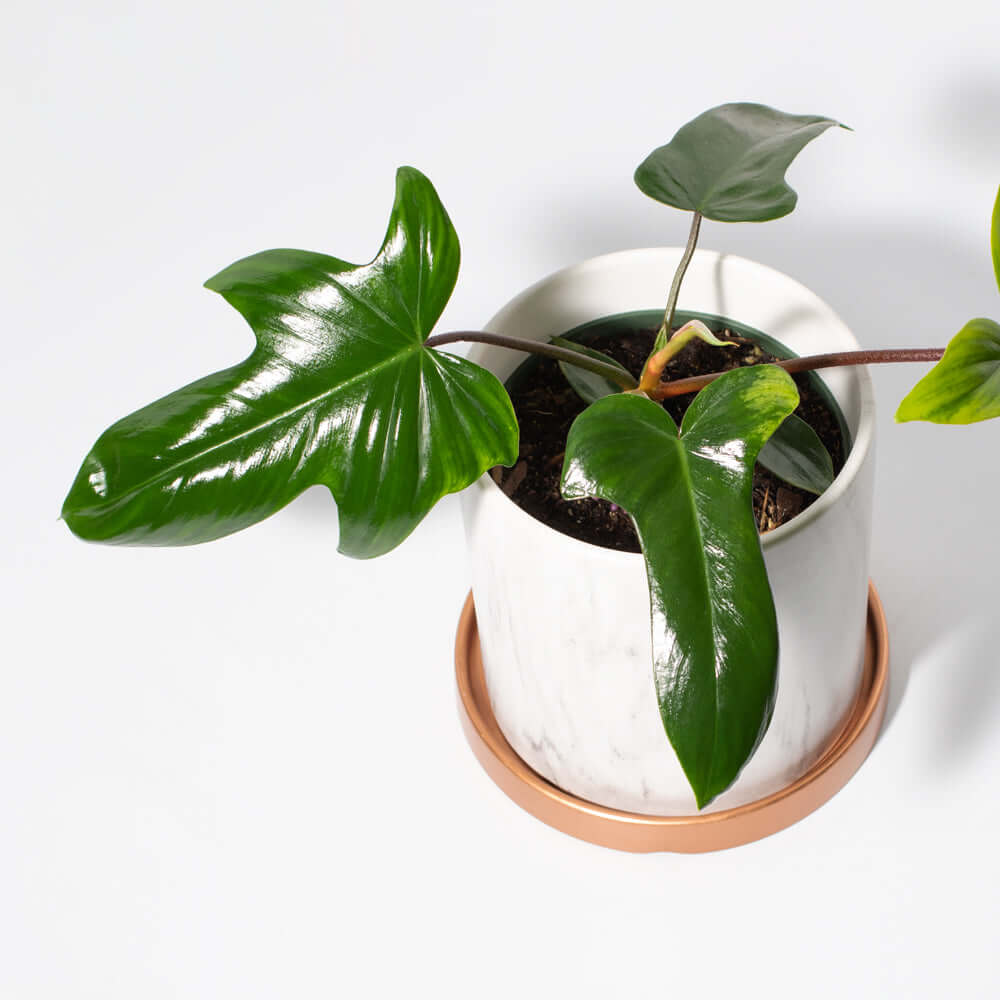 'Florida' Philodendron Houseplant Hybrid P. Squamiferum and P. Pedatum Verdant Lyfe close up