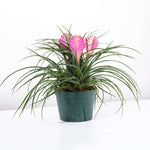 Pink Quill Airplant Tillandsia cyanea Verdant Lyfe