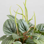 Peperomia caperata 'Frost' Radiator Plant Verdant Lyfe