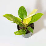 'Moonlight' Philodendron Houseplant Hybrid Lime Green Verdant Lyfe a photo from above