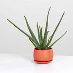 Aloe Vera Plant Indoor or Outdoor Easy Live Plant Verdant Lyfe side view in Valentina