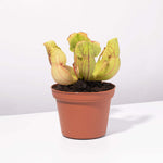 Sarracenia purpurea 'Venosa Red' Trumpet Pitcher Carnivorous Plant Verdant Lyfe