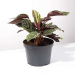 Calathea Ornata Pink Pinstripe Prayer Plant Verdant Lyfe