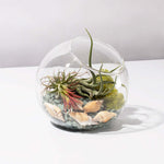 Large Bubble Terrarium with Airplant Kit Tillandsia Grower's Choice Verdant Lyfe