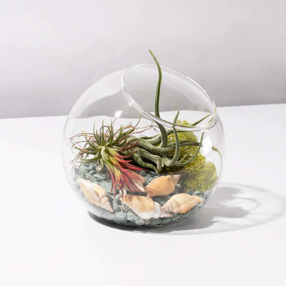 Large Bubble Terrarium with Airplant Kit Tillandsia Grower&#39;s Choice Verdant Lyfe