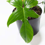 'Florida' Philodendron Houseplant Hybrid P. Squamiferum and P. Pedatum Verdant Lyfe close up