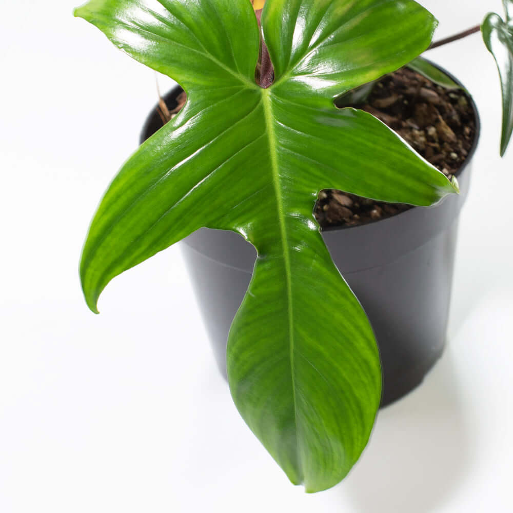 &#39;Florida&#39; Philodendron Houseplant Hybrid P. Squamiferum and P. Pedatum Verdant Lyfe close up
