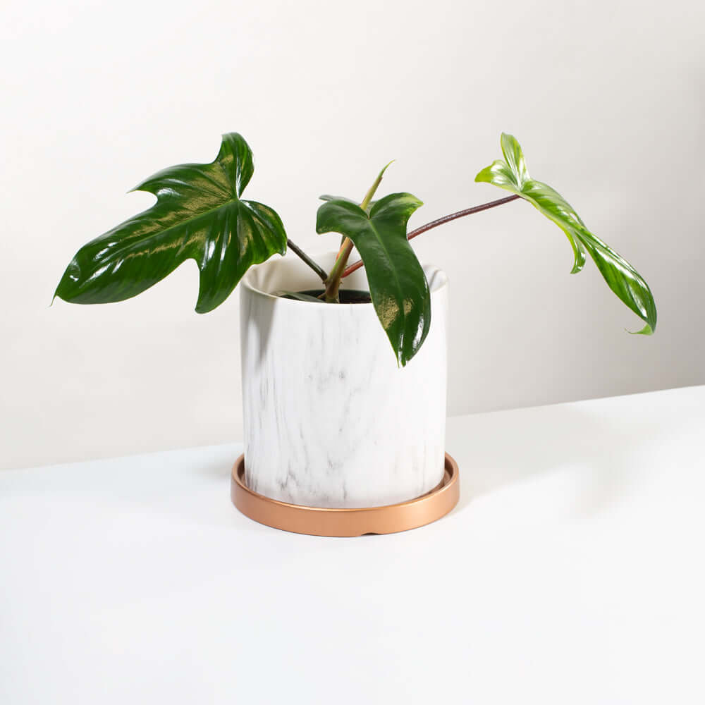 &#39;Florida&#39; Philodendron Houseplant Hybrid P. Squamiferum and P. Pedatum Verdant Lyfe inside Selene ceramic planter complete look
