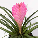 Pink Quill Airplant Tillandsia cyanea Verdant Lyfe