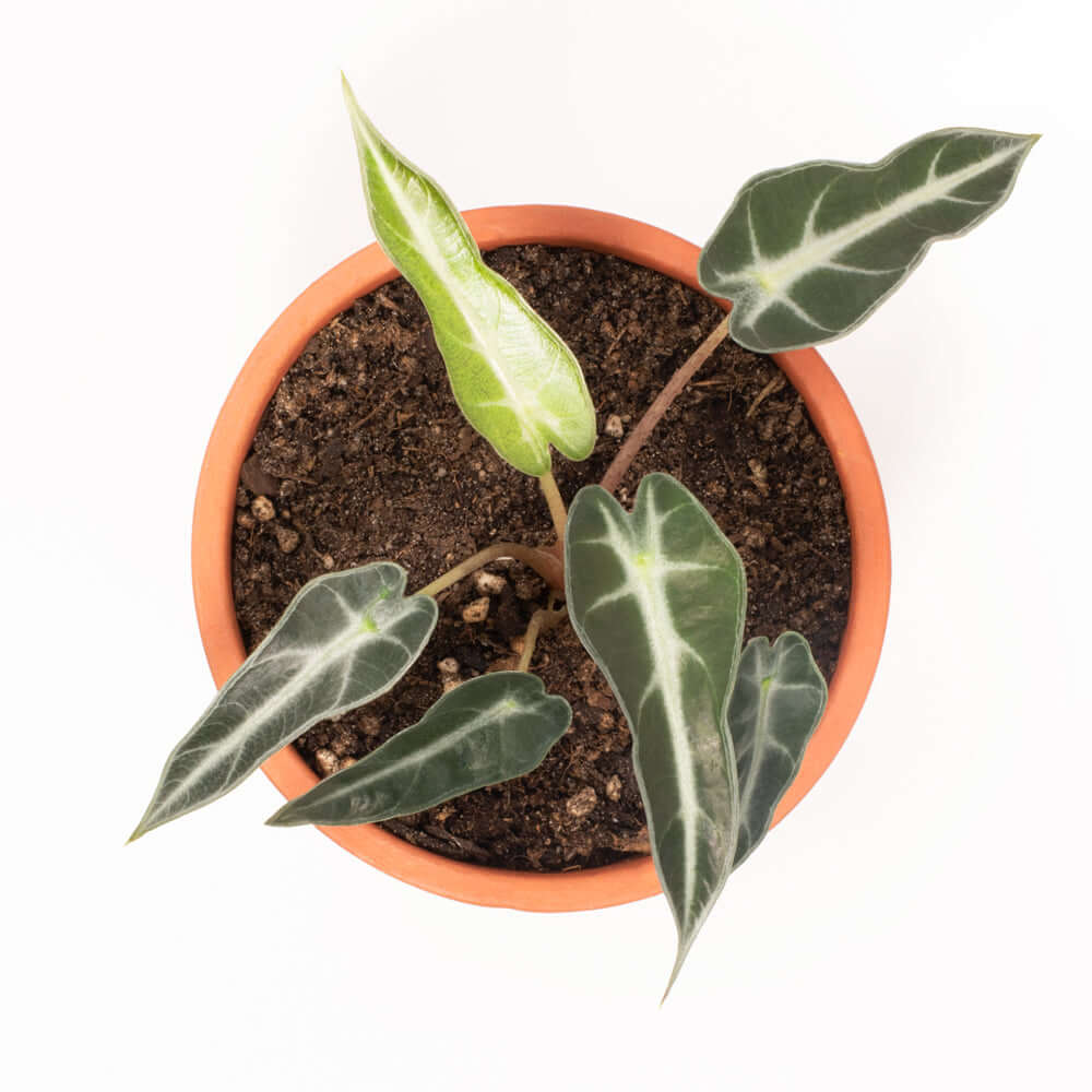 Alocasia &#39;Bambino&#39; Dwarf Amazonica Polly Tropical Plant Verdant Lyfe close up view