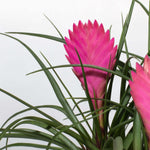 Pink Quill Airplant Tillandsia cyanea Verdant Lyfe