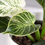 Philodendron 'White Measure' Birkin Variegated Pinstriped Houseplant Verdant Lyfe