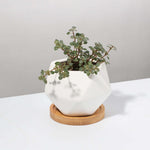 Pilea Glauca Aquamarine Dark Silver Baby Tears Plant Verdant Lyfe