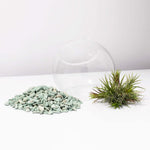 DIY Airplant Terrarium ionantha 'Fuego' Tillandsia Verdant Lyfe