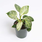 Philodendron 'White Measure' Birkin Variegated Pinstriped Houseplant Verdant Lyfe