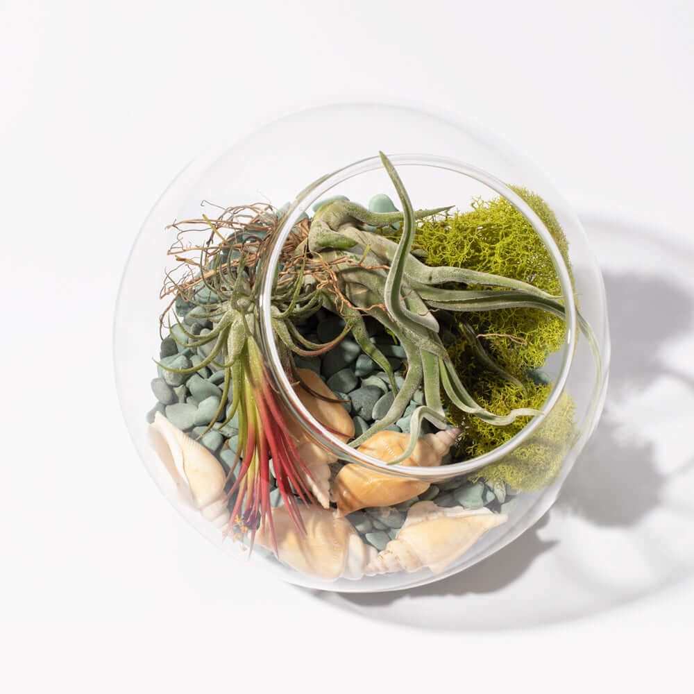 Large Bubble Terrarium with Airplant Kit Tillandsia Grower&#39;s Choice Verdant Lyfe