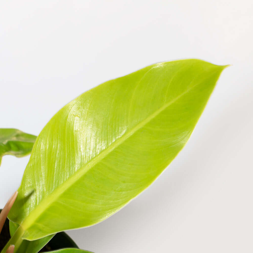 &#39;Moonlight&#39; Philodendron Houseplant Hybrid Lime Green Verdant Lyfe leaf close up