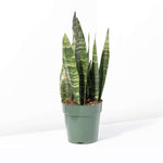 Black Coral Snake Plant Sansevieria trifasciata Verdant Lyfe