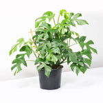 Rhaphidophora tetrasperma Mini Monstera Leaf Plant (Monstera Minima) Verdant Lyfe