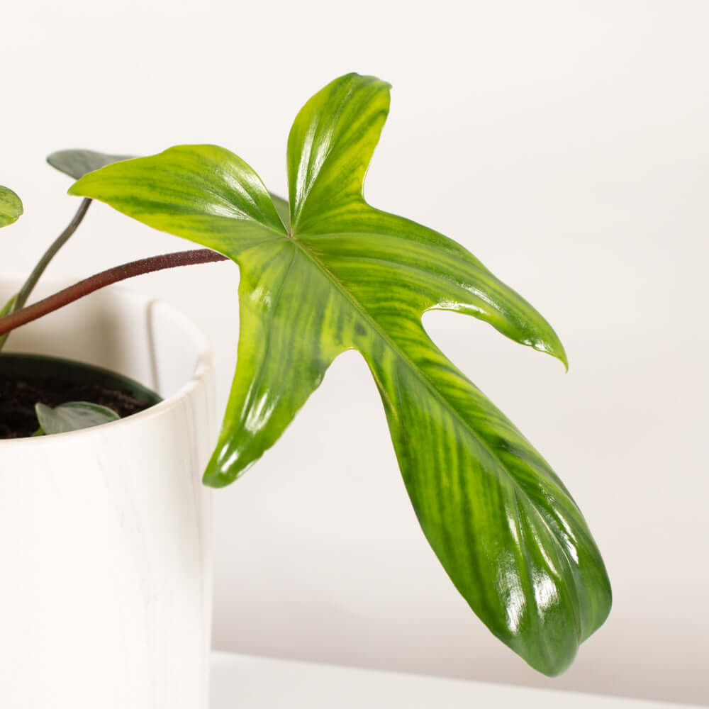 &#39;Florida&#39; Philodendron Houseplant Hybrid P. Squamiferum and P. Pedatum Verdant Lyfe a leaf photo. Plant inside Selene ceramic planter