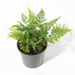 Rabbit Foot Fern Plant Davilla Pet-Friendly Houseplant Verdant Lyfe