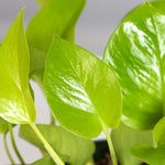 Neon Pothos Trailing Air Purifying Plant Verdant Lyfe