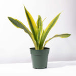 Yellowstone Sansevieria Snake Plant Verdant Lyfe