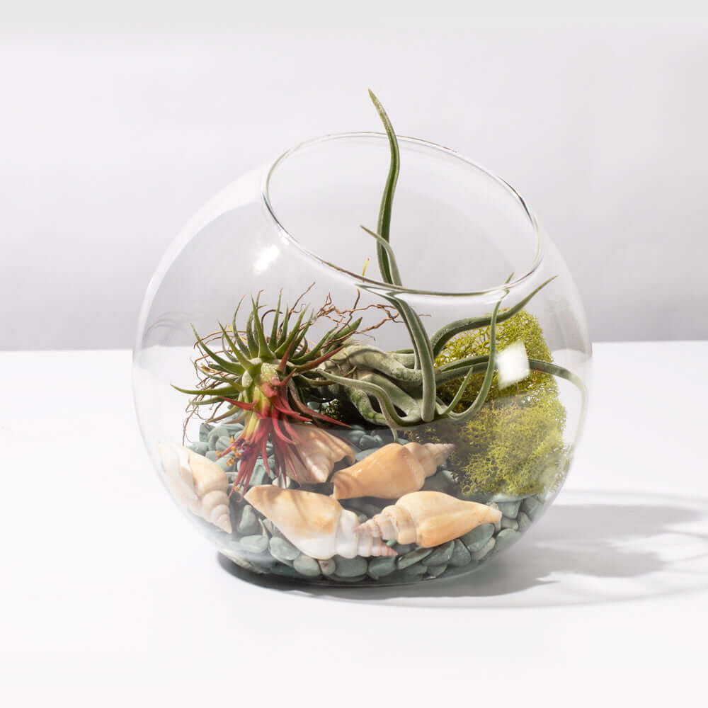 Large Bubble Terrarium with Airplant Kit Tillandsia Grower&#39;s Choice Verdant Lyfe