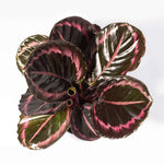 Calathea Roseopicta Dottie Pink Stripe Medallion Prayer Plant Verdant Lyfe