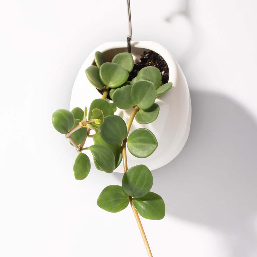Peperomia Hope deppeana × quadrifolia &#39;Trailing Jade&#39; Plant Verdant Lyfe