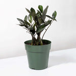 Black Zanzibar Gem Zamioculcas zamiifolia 'Nova Star' Raven ZZ Plant Verdant Lyfe