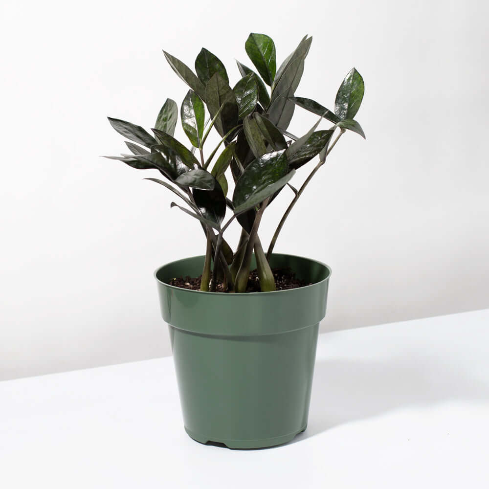 Black Zanzibar Gem Zamioculcas zamiifolia &#39;Nova Star&#39; Raven ZZ Plant Verdant Lyfe