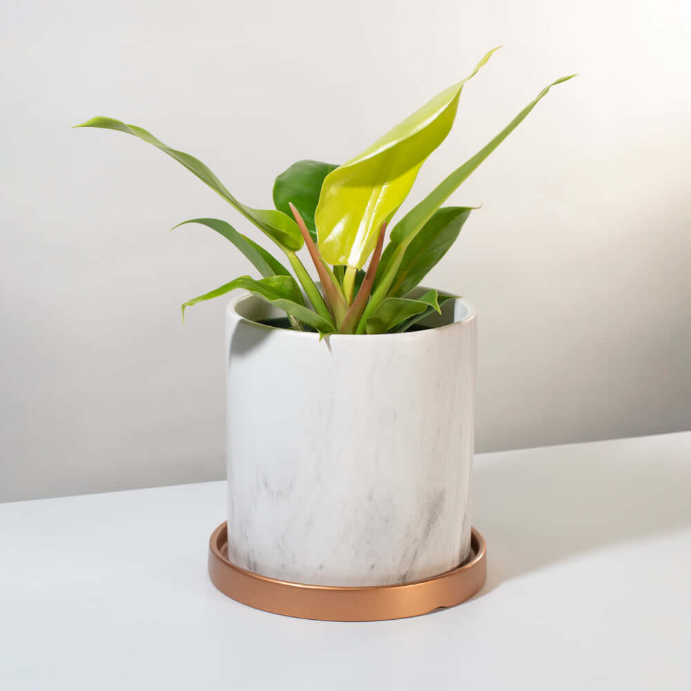 &#39;Moonlight&#39; Philodendron Houseplant Hybrid Lime Green Verdant Lyfe in Selene ceramic planter