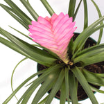 Pink Quill Airplant Tillandsia cyanea Verdant Lyfe